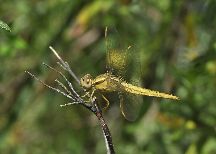 Orthetrum coerulescens ? - No,   Crocothemis erythraea